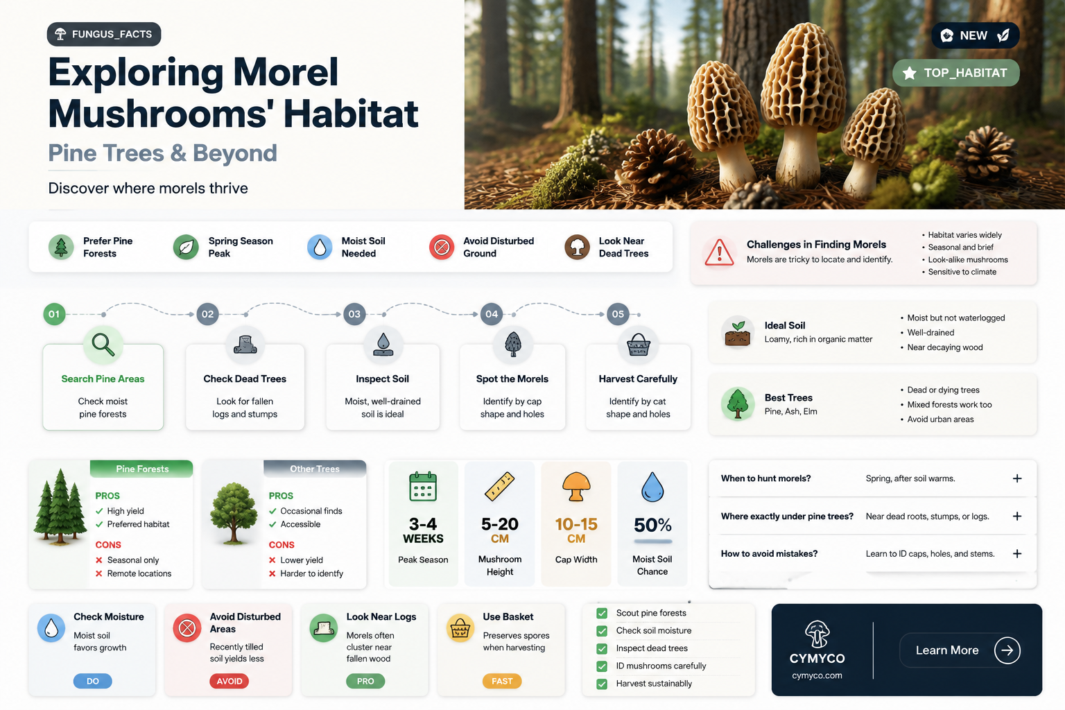 do morels grow around pine trees