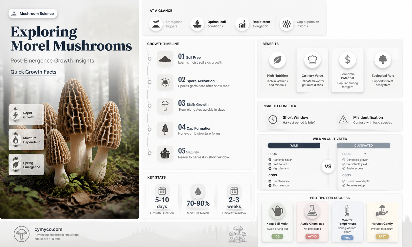 do morel mushrooms grow after they pop up