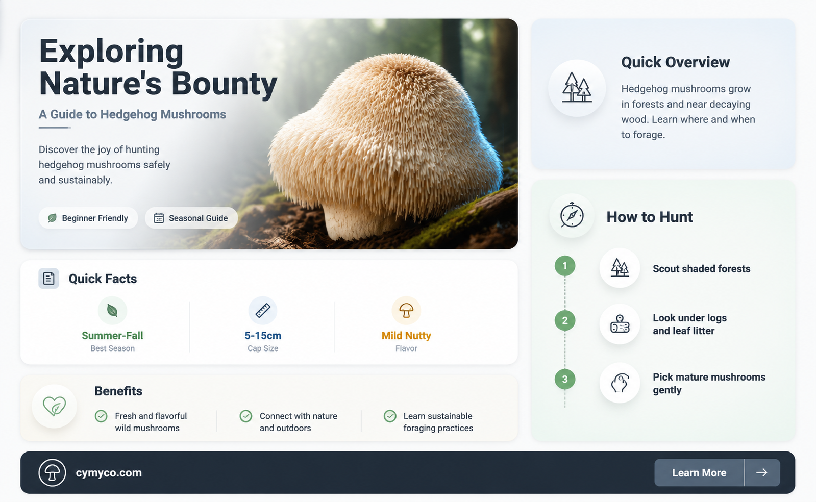 where to find hedgehog mushrooms