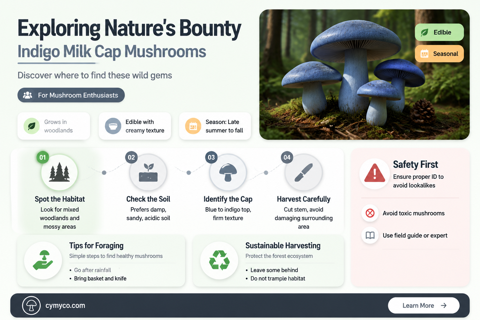 where to find indigo milk cap mushroom