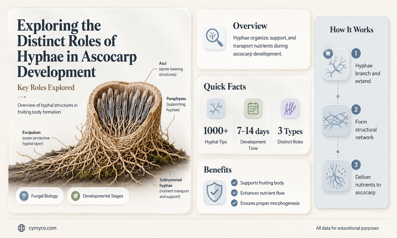 how do two types of hyphae in ascocarp differ