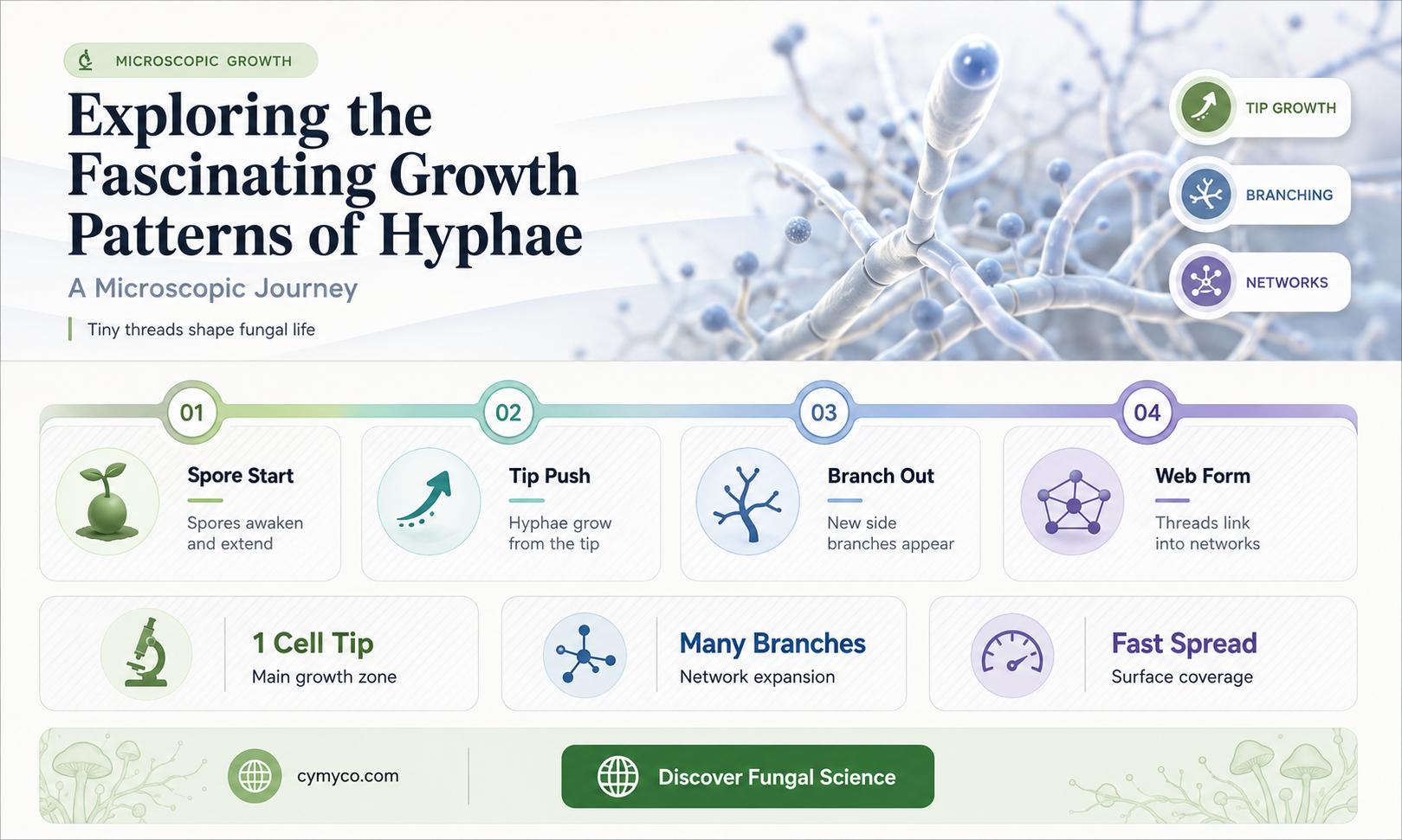 how does hyphae grow