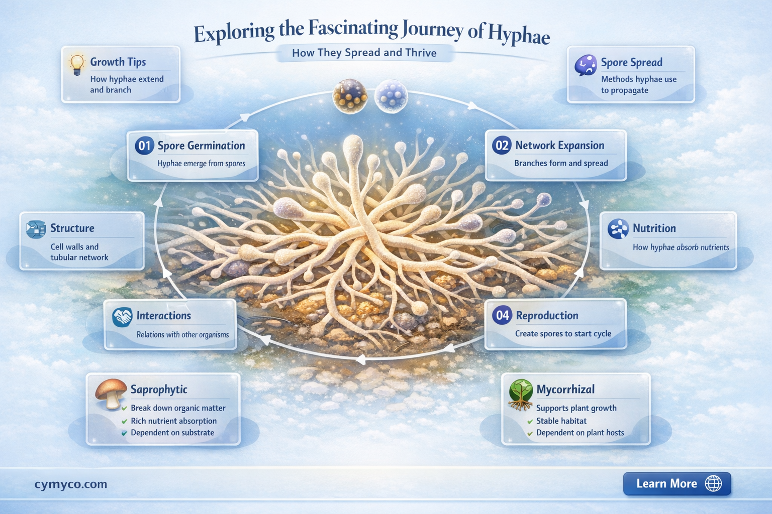 how do hyphae spread from one area to another