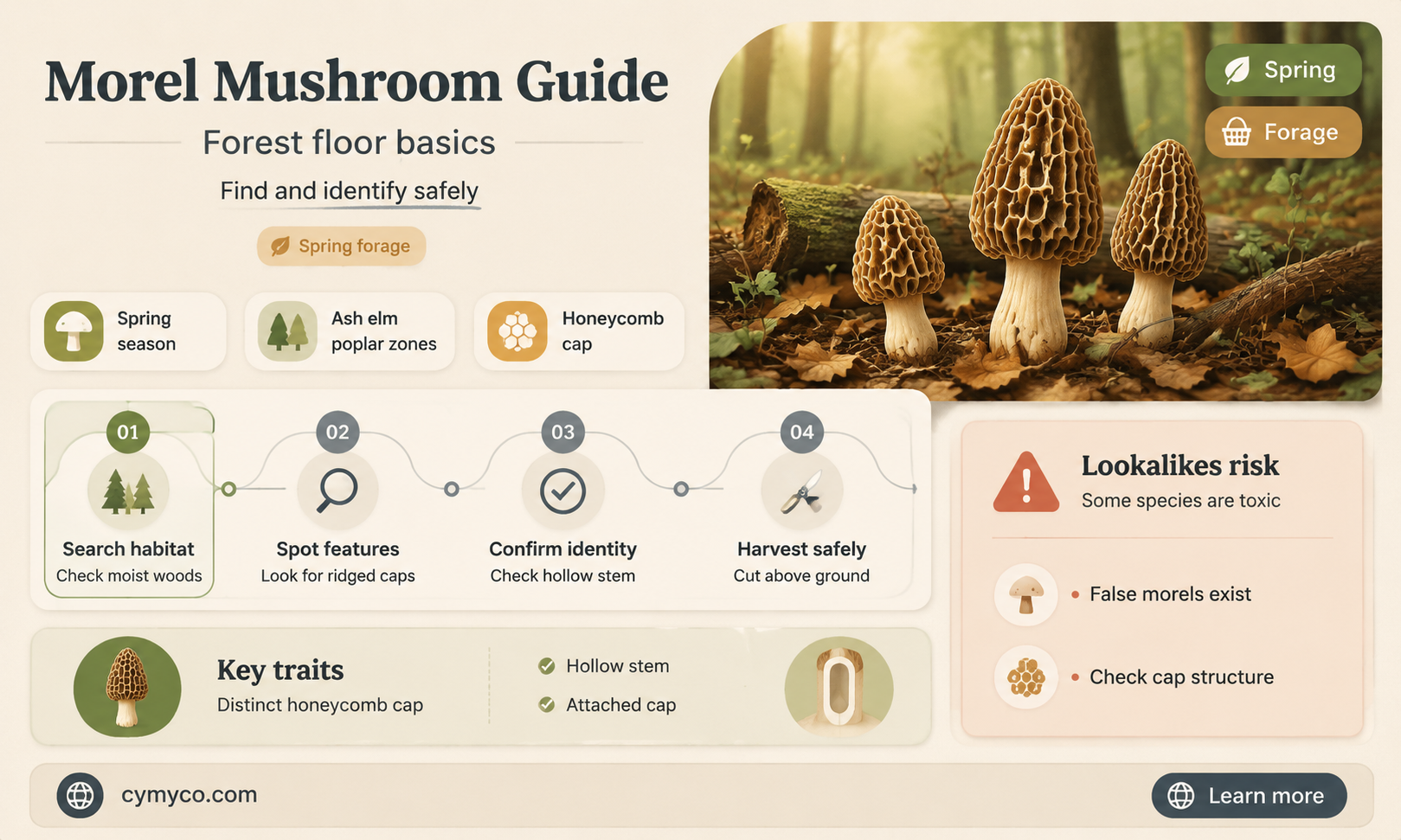 how to identify morel mushrooms