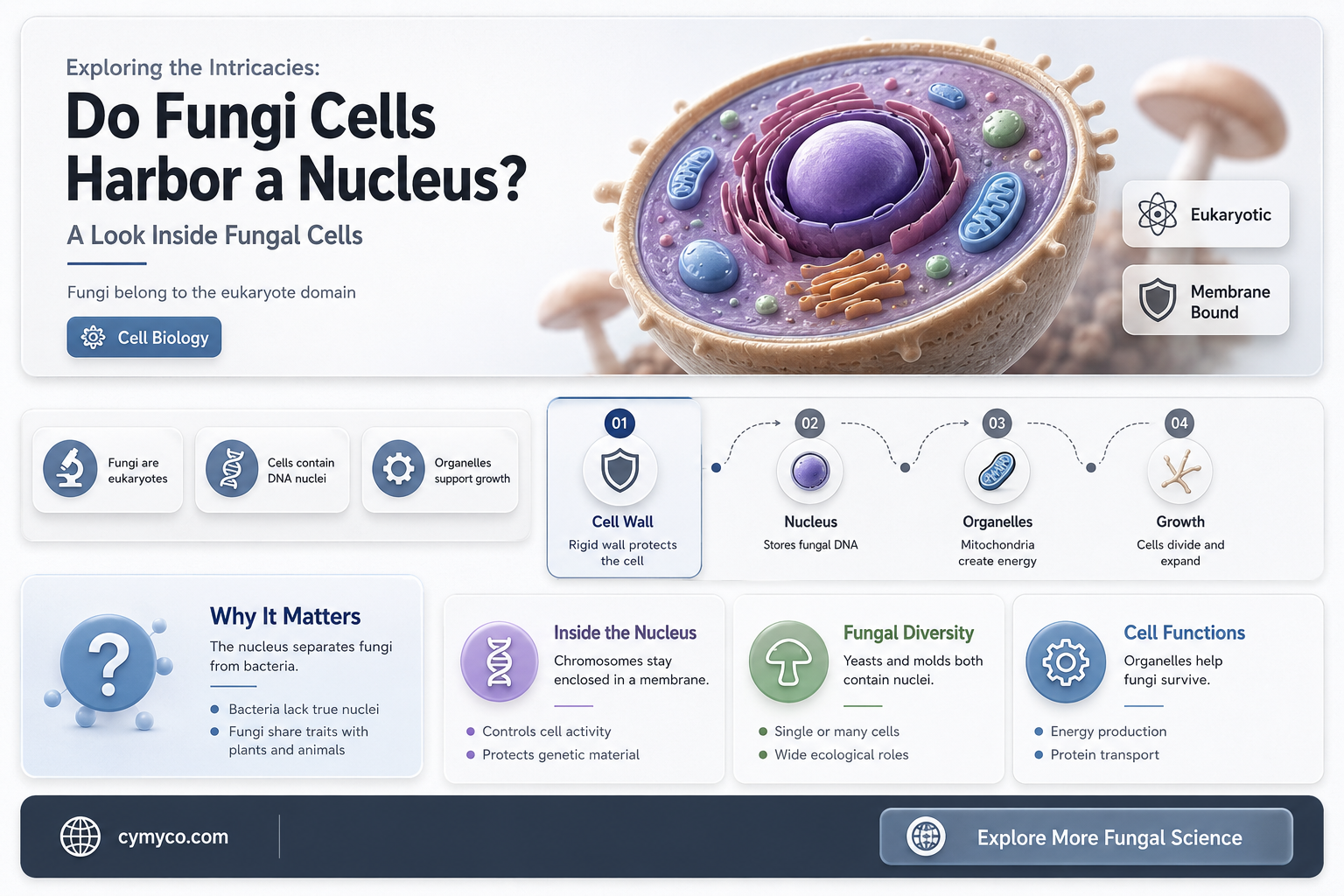 do fungi cells have a nucleus