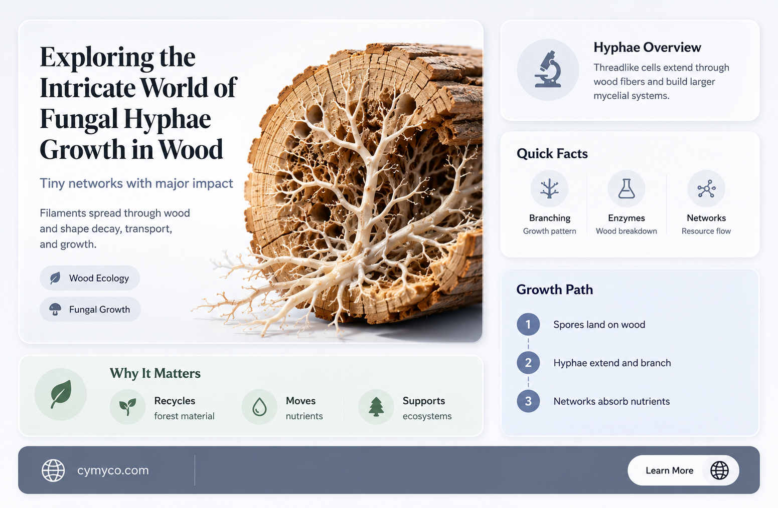 how does a fungus grow in wood hyphae