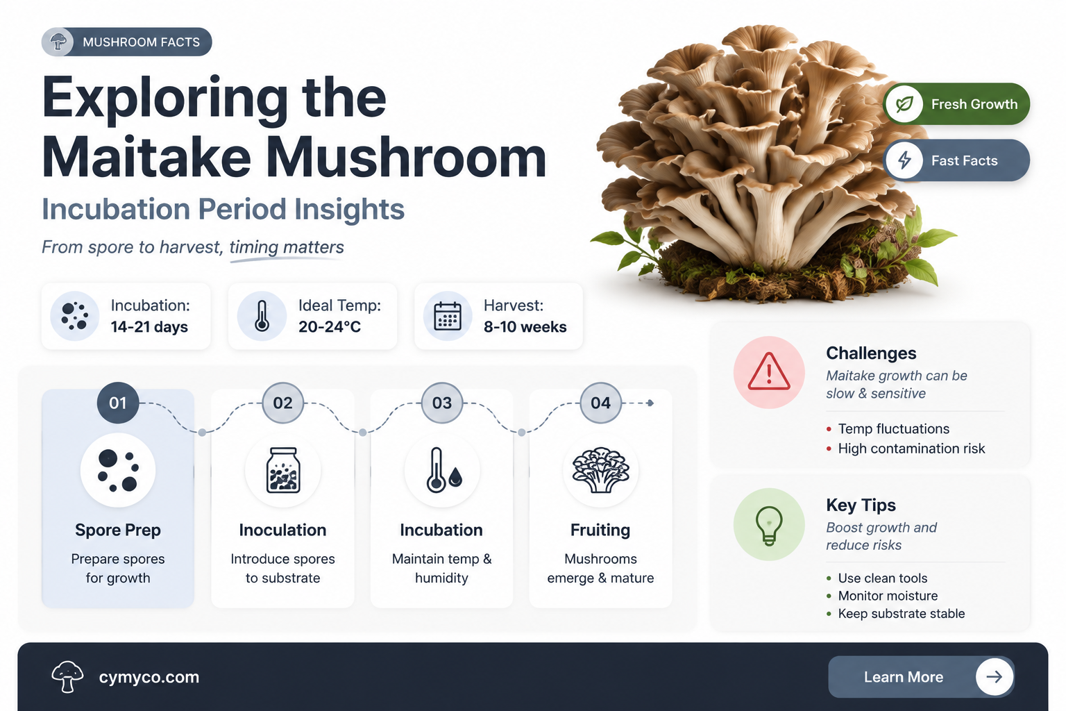 what is the incubation period for maitake mushroom