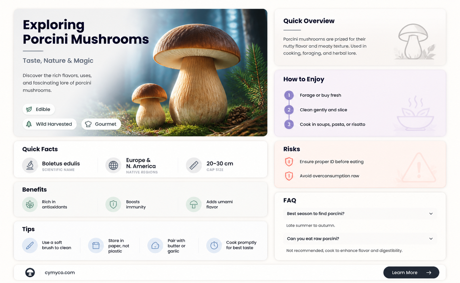 what does the word porcini mean