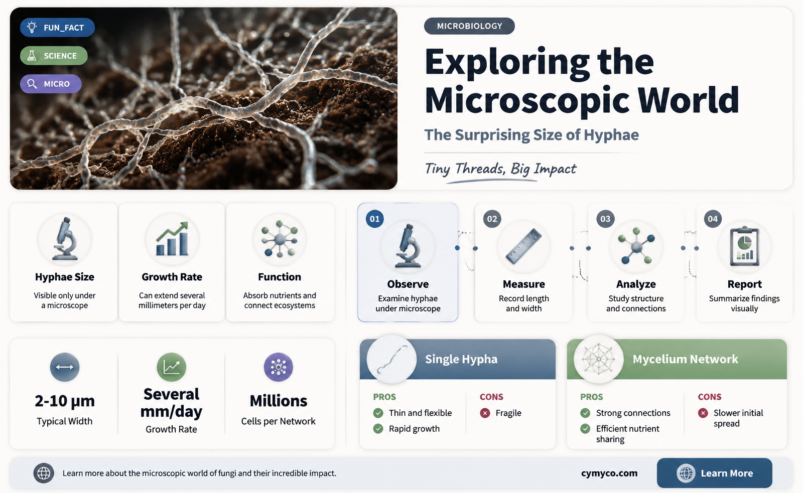 how large is hyphae