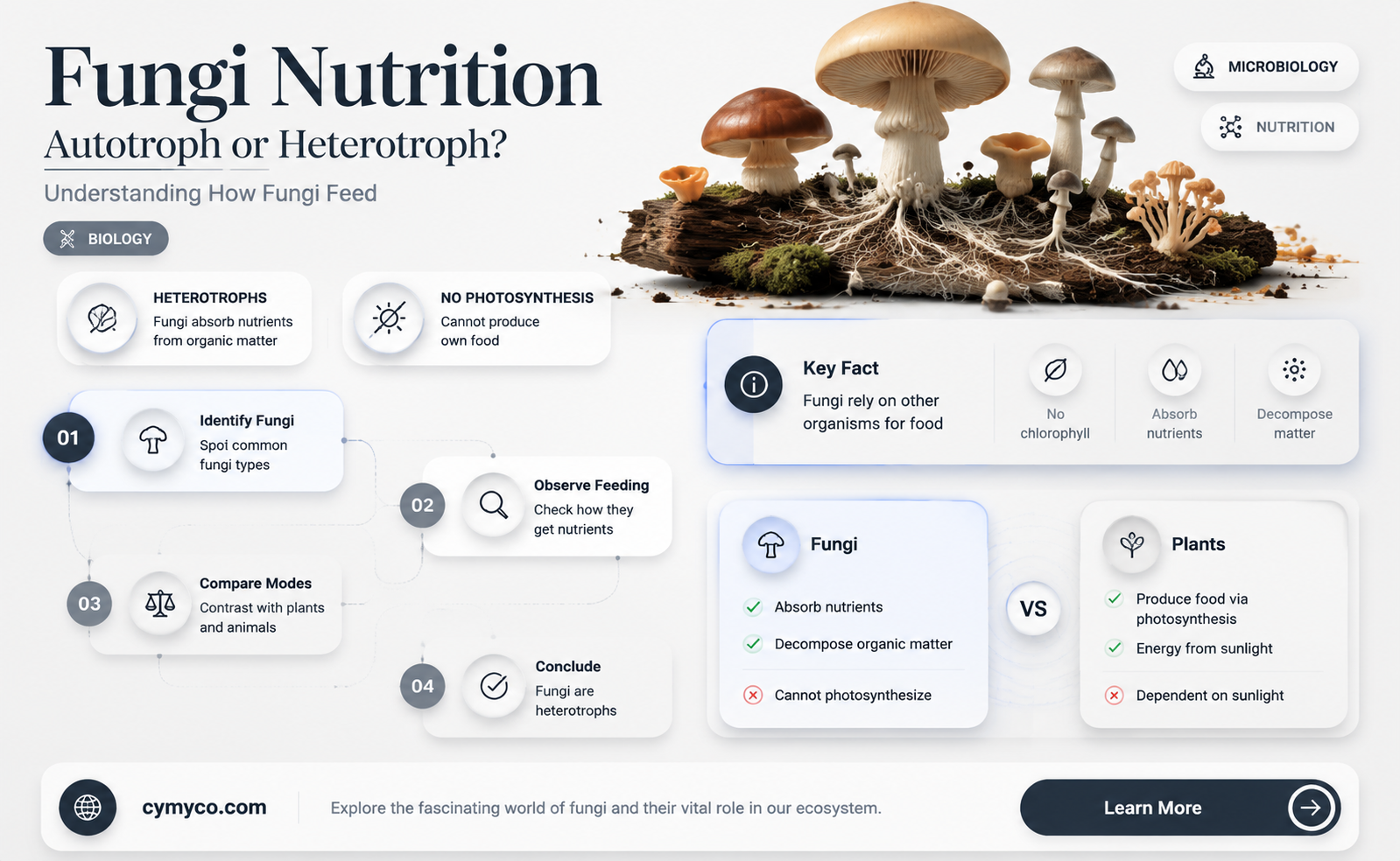 is fungi autotroph or heterotroph