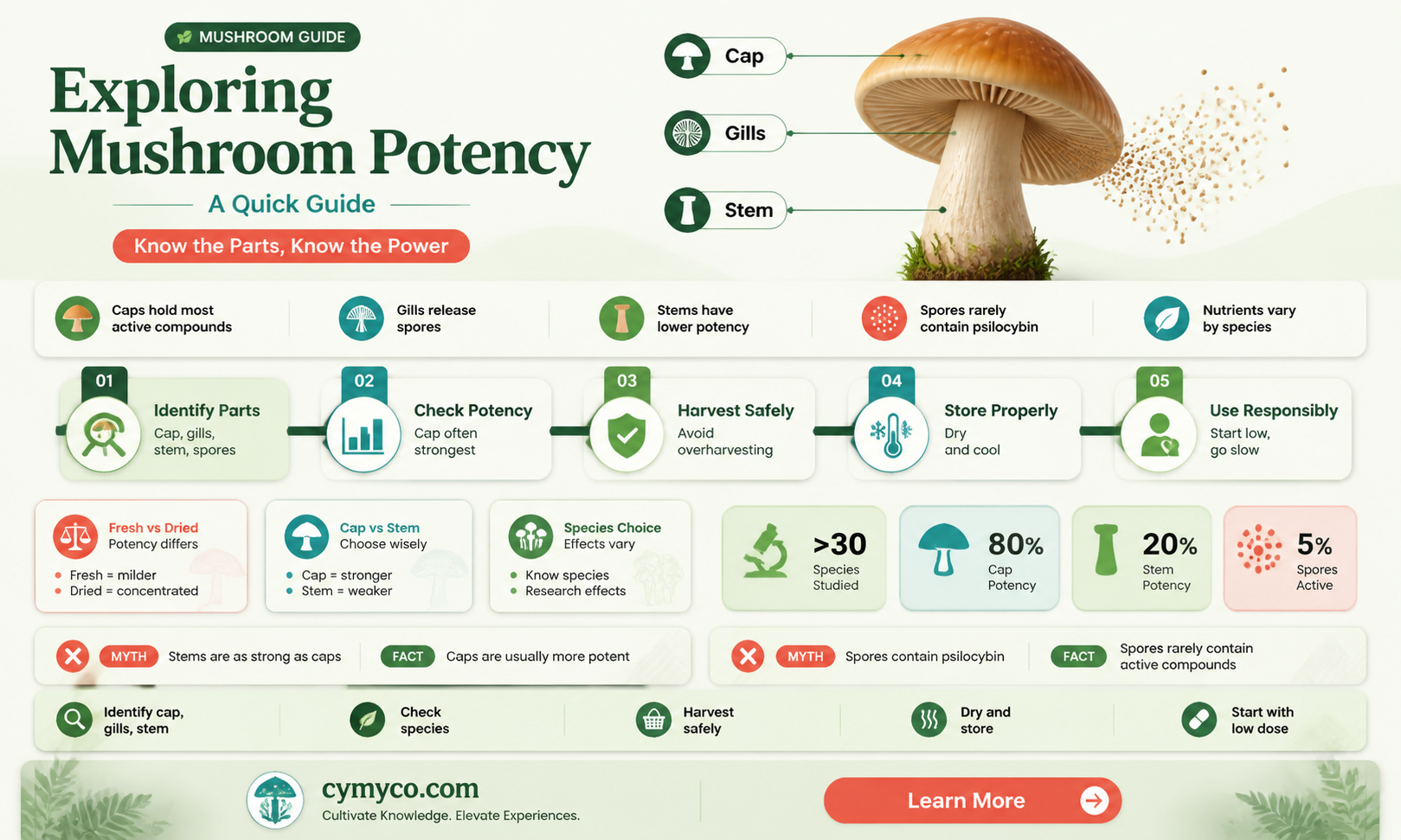 what part of the mushroom gets you the highest