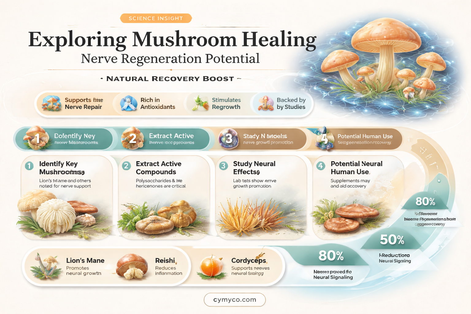 can mushrooms heal nerve damage