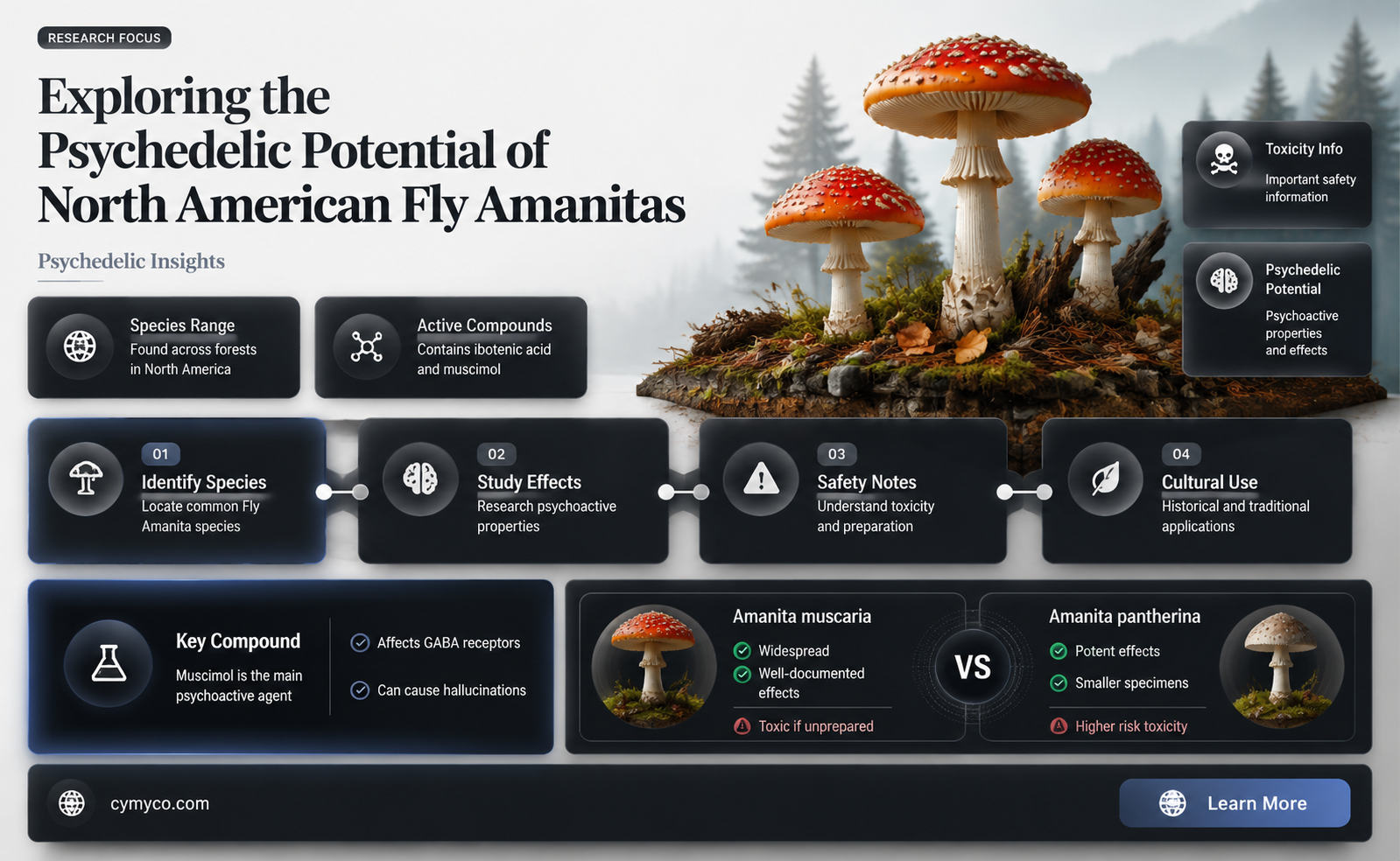 are north american fly amanitas psychedelics