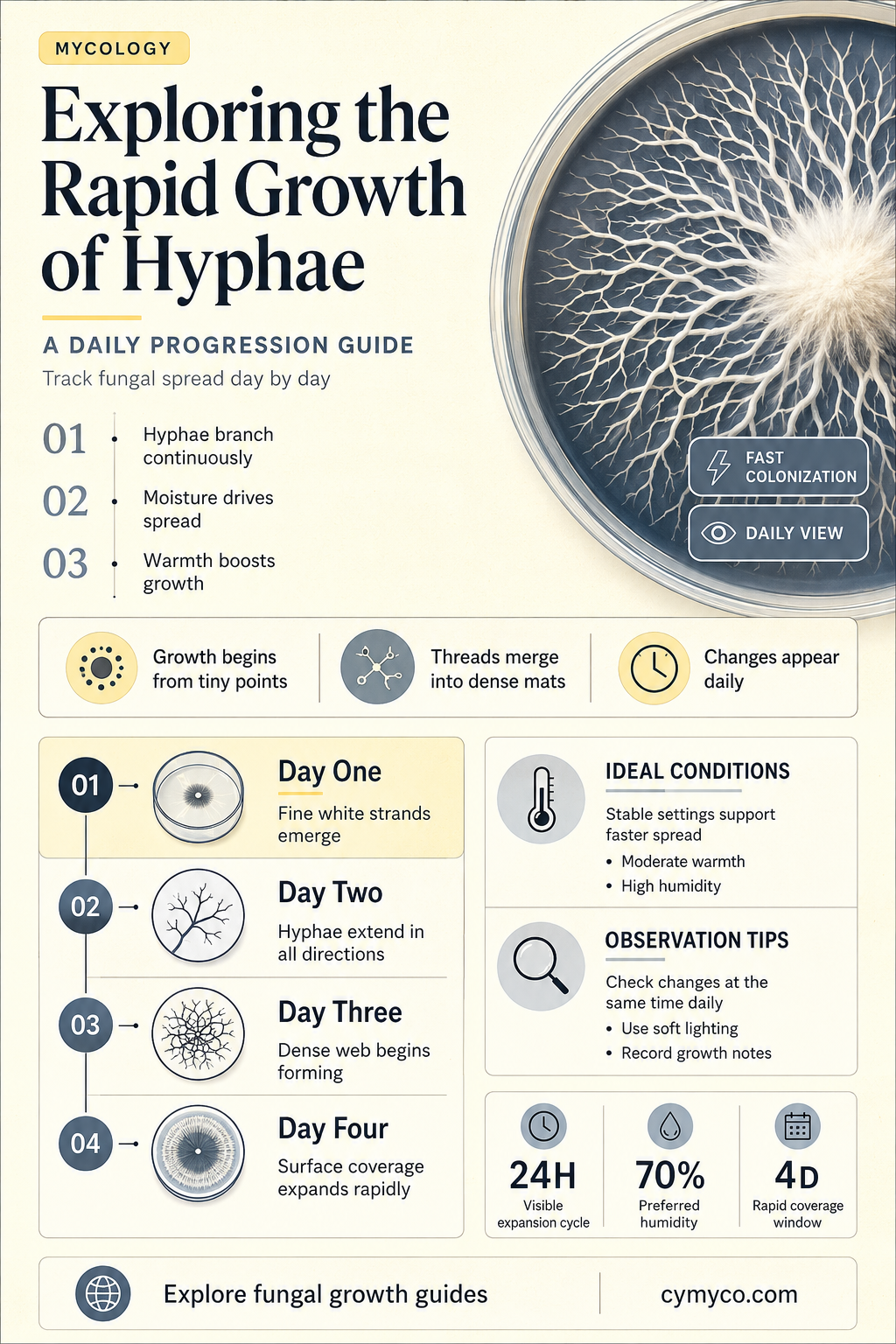how much hyphae can grow in 1 day