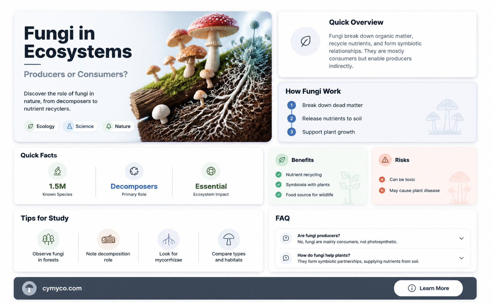 are fungi producers or consumers