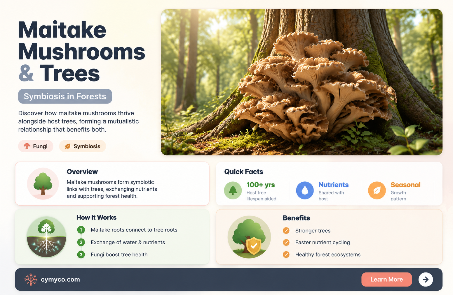 what kind of trees maitake mushrooms
