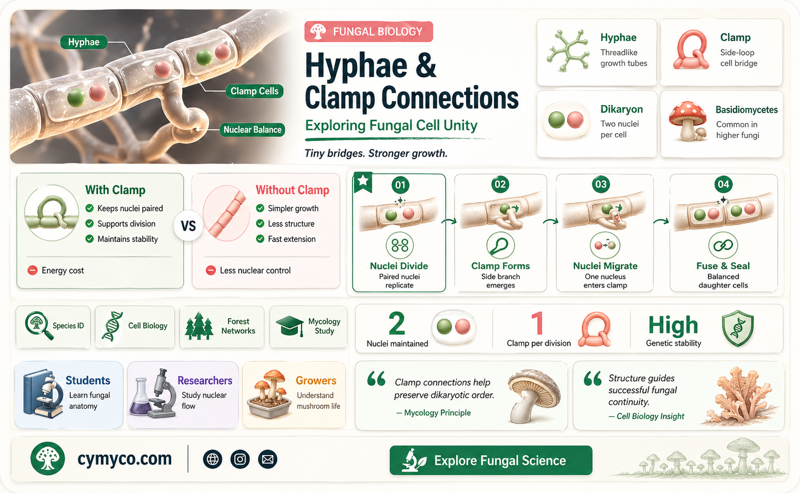 have hypha with a clamp connection