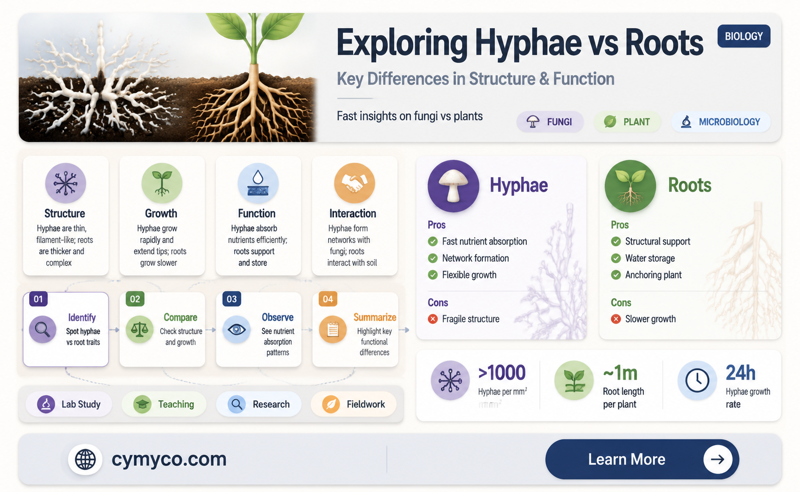 how are hyphae different from roots