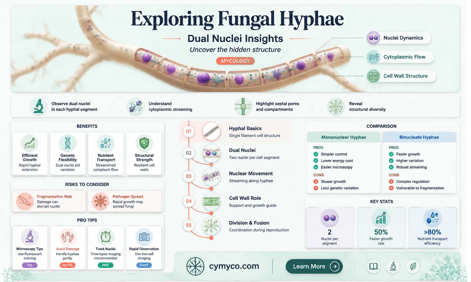 how are fungal hyphae with two genetically distinct nuclei described