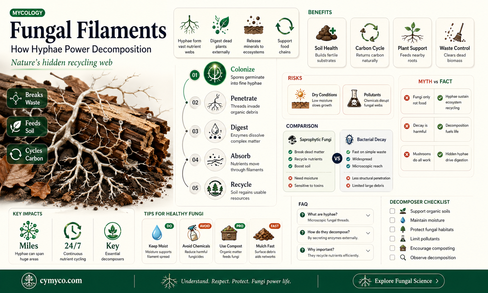 have filaments called hyphae and important decomposers