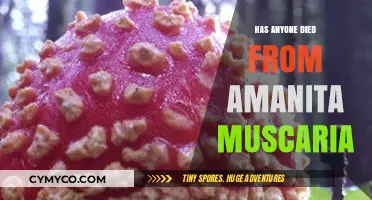 Fatalities Linked to Amanita Muscaria: A Rare but Deadly Poisoning