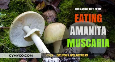 Fatal Consequences: The Deadly Amanita Muscaria Mushroom Myth