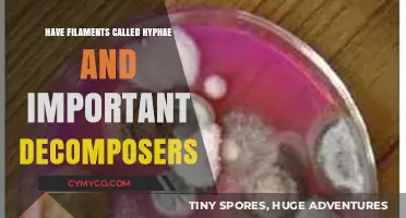 Fungal Filaments: The Hyphae's Role in Nature's Decomposition Process