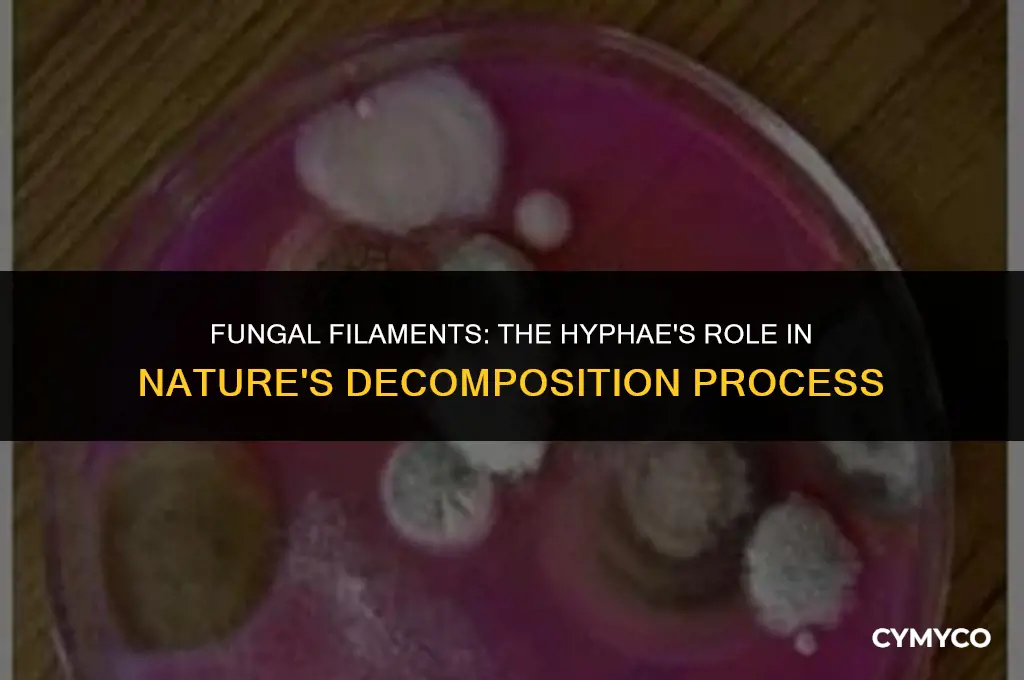 have filaments called hyphae and important decomposers