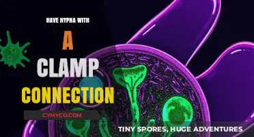 Exploring the Unique Bond: Hyphae and Clamp Connections in Fungi