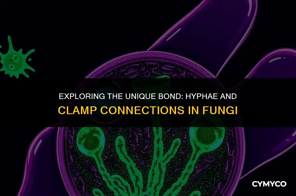 have hypha with a clamp connection