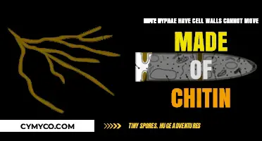 Exploring the Unique World of Hyphae: Structure and Characteristics