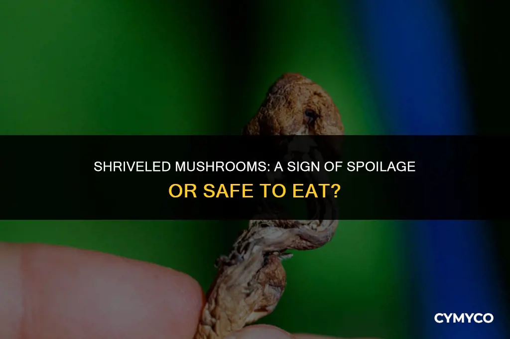 have mushrooms gone bad if they shrivel
