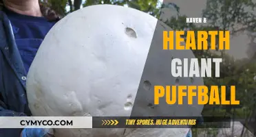 Giant Puffball Haven: Hearth's Whimsical Comfort Food Delight