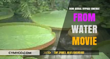 Exploring the Emergence of Aerial Hyphae from Water in Film