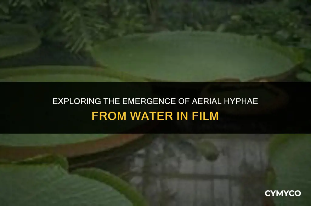 how aerial hyphae emerge from water movie
