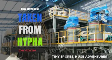 Unveiling the Secrets: How Aluminum is Extracted from Hypha