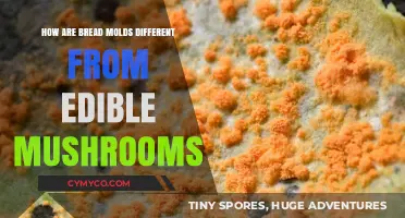 Unveiling the Crucial Differences Between Bread Molds and Edible Mushrooms