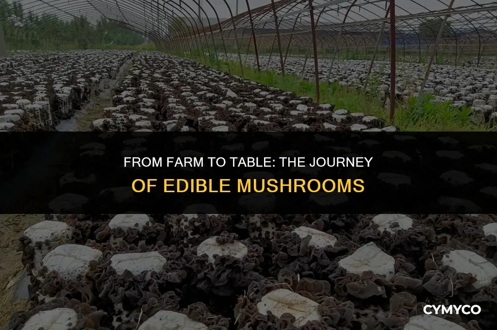 how are edible mushrooms cultivated for public consumption