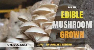 Cultivating Gourmet Mushrooms: A Step-by-Step Guide to Edible Fungi Farming