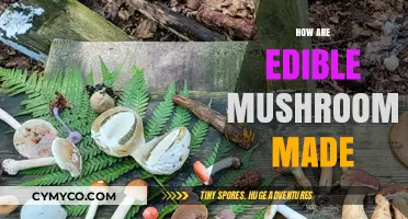 From Forest to Feast: The Journey of Edible Mushrooms