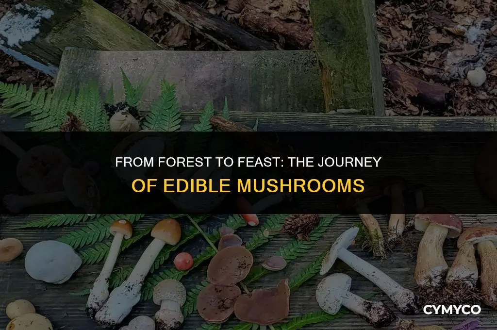 how are edible mushrooms made