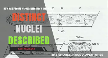 Exploring the Unique Structure of Fungal Hyphae with Dual Nuclei