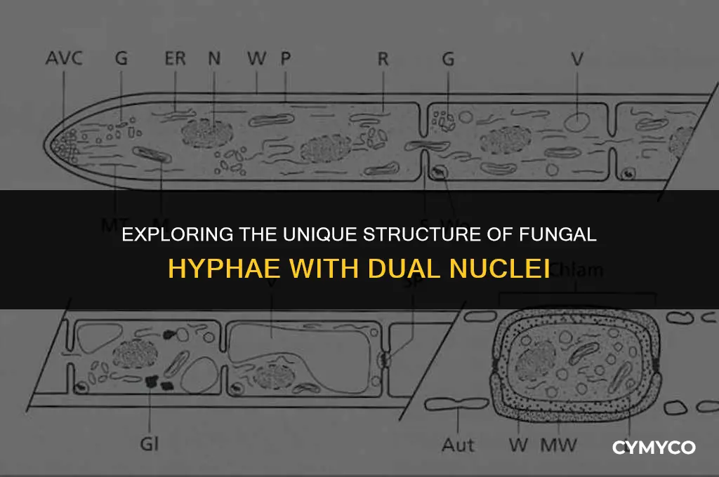how are fungal hyphae with two genetically distinct nuclei described