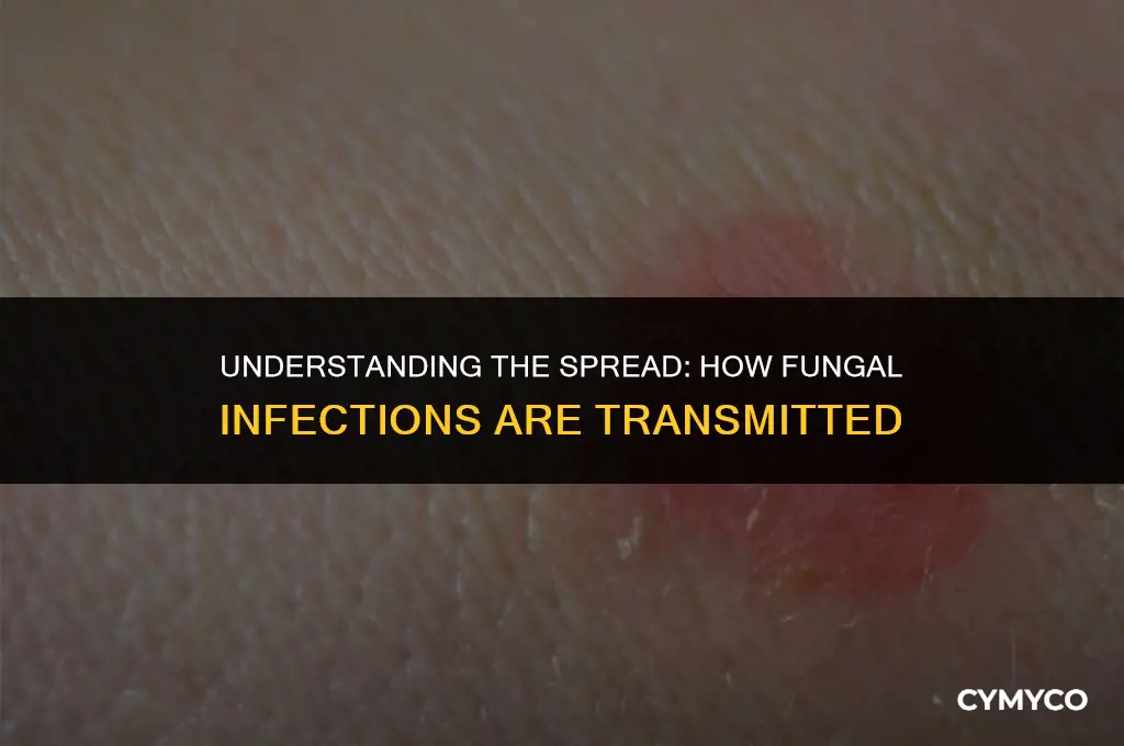 how are fungal infections transmitted