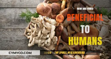 Unlocking Nature's Secrets: The Surprising Benefits of Fungi to Humans