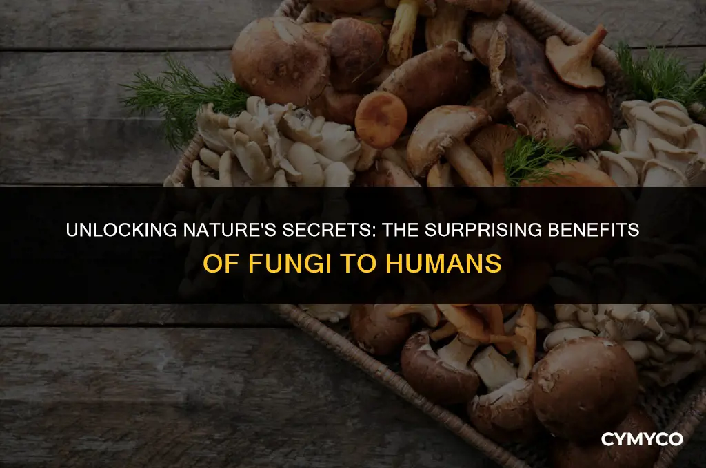 how are fungi beneficial to humans
