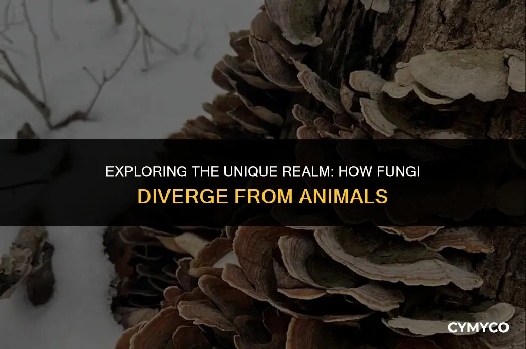 how are fungi different from animals