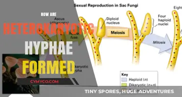 Exploring the Fusion: How Heterokaryotic Hyphae Come to Be