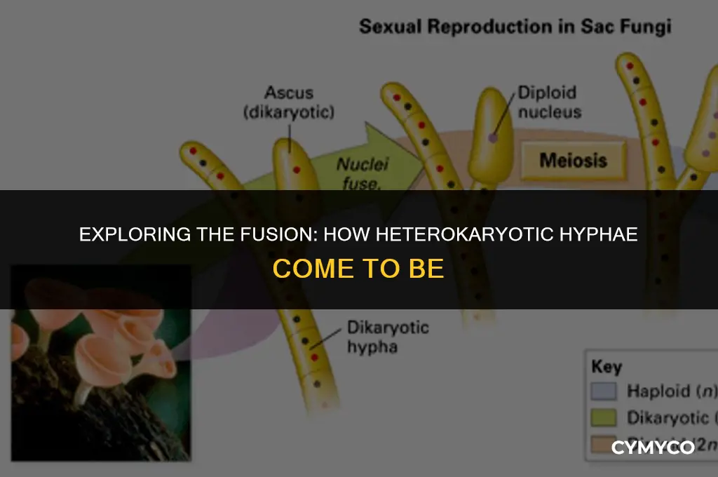 how are heterokaryotic hyphae formed