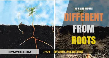 Exploring the Unique Characteristics of Hyphae Versus Roots